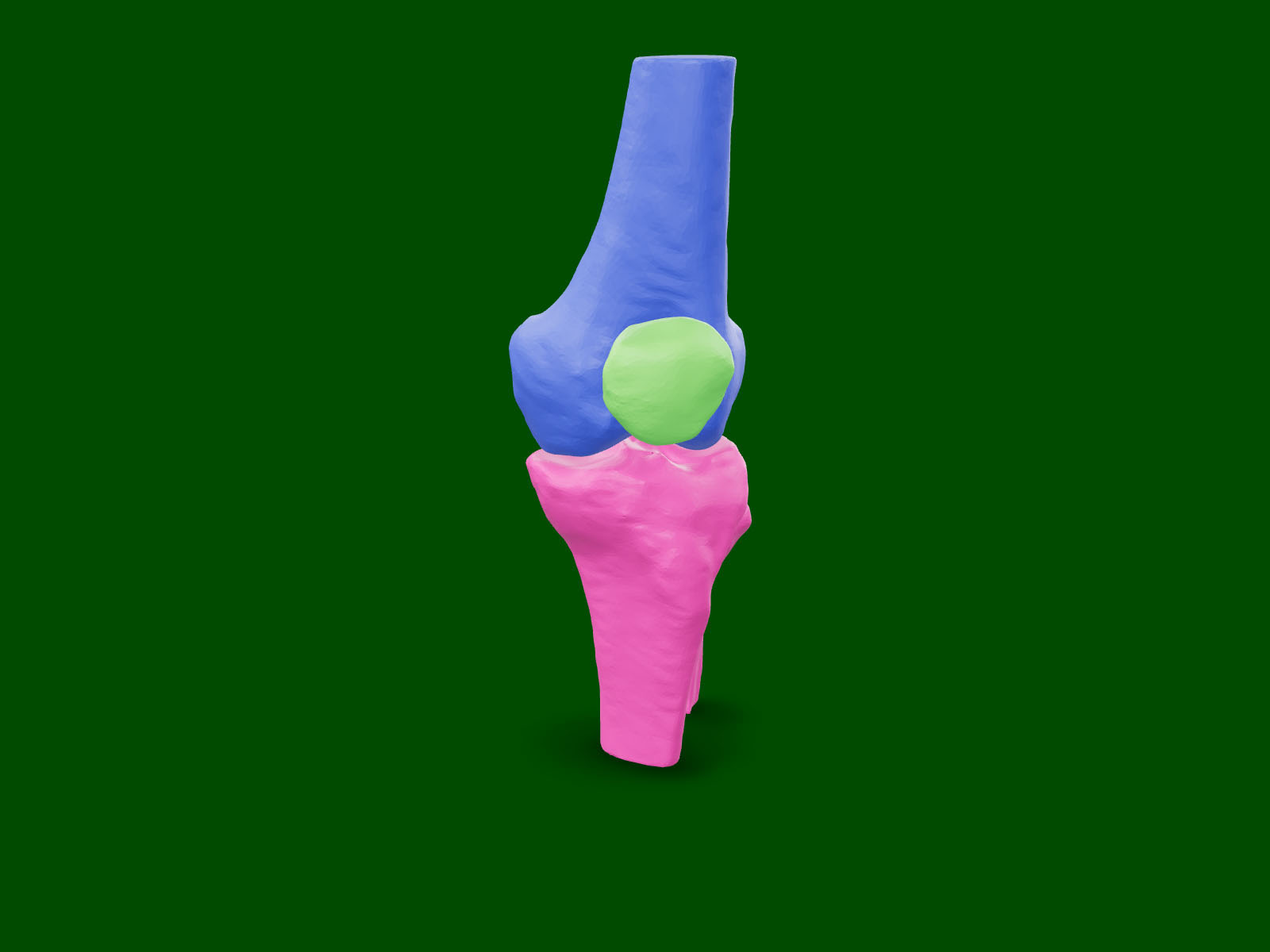 Knee Model